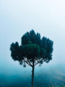 pexels-nashrodin-aratuc-802127